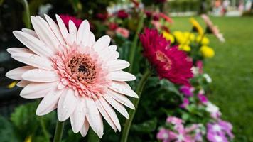 hermosa flor de gerbera en el jardín al aire libre foto