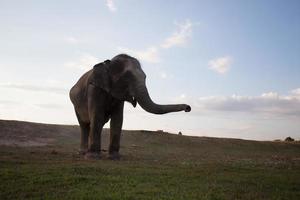 elefante asiático en surin, tailandia foto