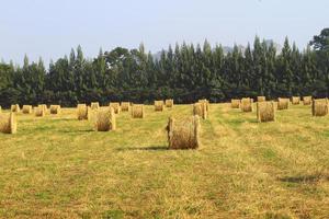 Straw bales on farmland with blue cloudy sky photo