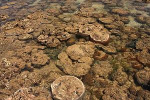 corales en aguas poco profundas durante la marea baja frente a la costa, tailandia foto