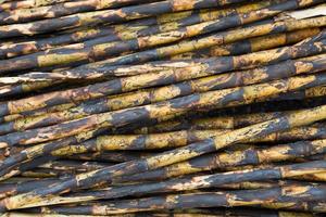 Sugarcane field fired photo