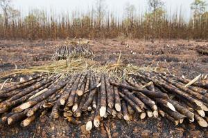 Sugarcane field fired photo