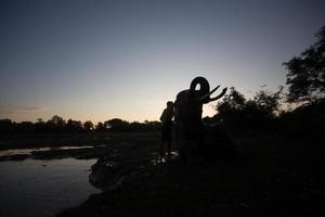 Elephant silhouette at sunset photo