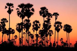 Silhouette palm trees at sunset photo