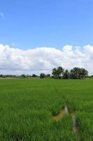 Green and golden rice field in thailand photo