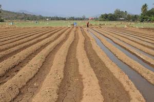 el campo agrícola arado en el que crecen las patatas foto