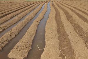 the plowed agricultural field on which grow up potatoes photo