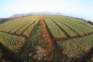 Green onion field in Northern of Thailand photo