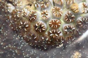 coral floreciendo bajo el agua foto