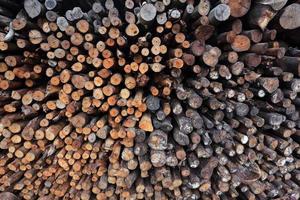 mangrove wood to be processed as charcoal photo