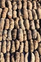 Drying Sea Cucumber Outdoor photo