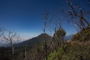 High altitude dead tree on way to Kawah Ijen Crater, INDONESIA photo