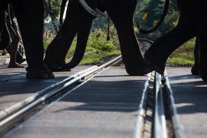 Elephants were crossing the railway photo