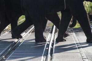 los elefantes estaban cruzando el ferrocarril foto