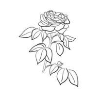 hand drawn line art rose flower vector illustration