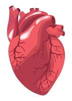 heart realistic organ
