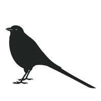 Magpie. Vector stock illustration. The raven bird is black. Isolated on a white background.