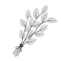 Mint vector stock illustration. A bunch of grass. Birch branches, nettles, oregano. Isolated on a white background.