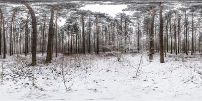 Winter full spherical hdri panorama 360 degrees angle view road in a snowy pinery forest with gray pale sky in equirectangular projection. VR AR content photo