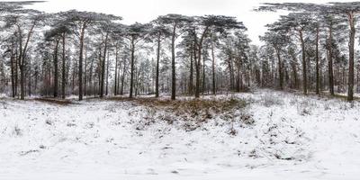 Winter full spherical hdri panorama 360 degrees angle view road in a snowy pinery forest with gray pale sky in equirectangular projection. VR AR content photo