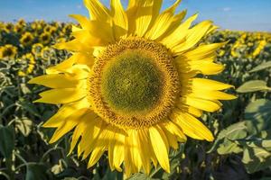 girasoles amarillos brillantes en plena floración en el jardín para que el aceite mejore la salud de la piel y promueva la regeneración celular foto