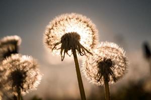 field of dandelions in the rays of the setting sun photo