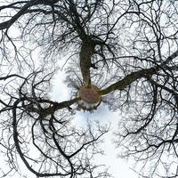 pequeño planeta transformación de panorama esférico 360 grados. vista aérea abstracta esférica en un bosque de robles con ramas torpes. curvatura del espacio. foto