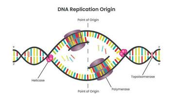 dna replication point of origin or replication bubble vector