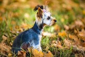 Lovely puppy of female Yorkshire Terrier small dog on the autumn grass photo