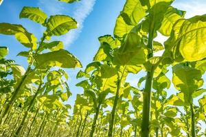 plantación de campo de tabaco bajo un cielo azul con grandes hojas verdes foto