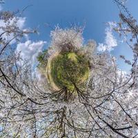 spring tiny planet transformation of spherical panorama 360 degrees. Spherical abstract aerial view in cherry blooming garden. Curvature of space. photo