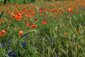 enorme campo de flores de amapola roja foto