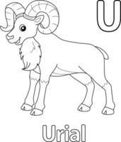 Urial Alphabet ABC Coloring Page U vector