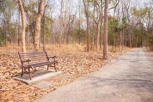 banco vintage y pasarela en el parque de otoño en el día de nadie foto