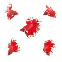 Collection Group of orange red siamese fighting fish, Betta splendens fish on white background photo