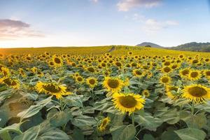 field of blooming sunflowers on a background after sunset photo