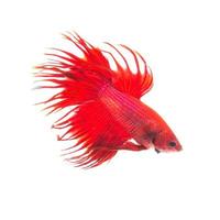 orange red siamese fighting fish, betta splendens isolated on white background photo