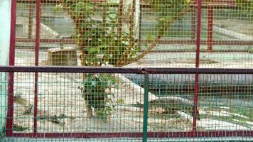 cocodrilos estuarinos esperando presas en el zoológico foto