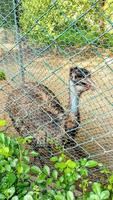 avestruz en el zoológico de la india foto