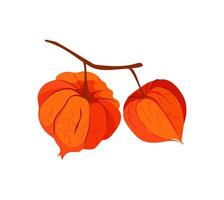 Physalis flores sobre fondo blanco. vector