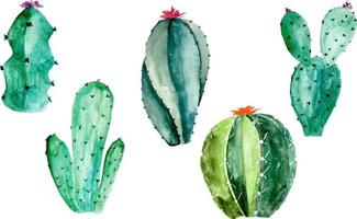 Watercolor illustration of cactus set on white. Botanic illustration of succulent and cacti vector