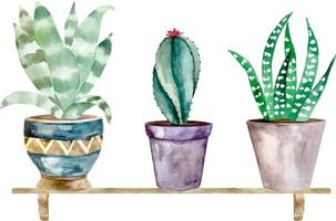 ilustración acuarela de cactus y plantas suculentas en maceta. maceta individual acuarela
