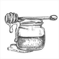 vector drawing in vintage style. honey. jar with honey, honeycombs. eco friendly product, food. graphic drawing engraving