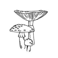 ilustración vectorial con líneas de estilo vintage. agárico de mosca aislado en un fondo blanco. tres hongos venenosos de agárico de mosca, toadstool. un símbolo de brujería, esoterismo, misticismo. bruja vector