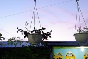 Hanging two flowers in the afternoon at sunset is a beautiful sight photo