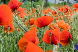 enorme campo de flores de amapola roja foto