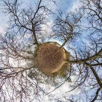 Little planet transformation of spherical panorama 360 degrees. Spherical abstract aerial view in oak forest with clumsy branches. Curvature of space. photo