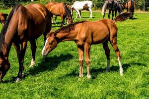 manada de caballos de élite pasta en el césped cerca del bosque foto