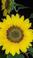 Close up photos of very beautiful and beautiful sunflowers around my garden.