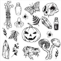 line drawing, graphics. set of mystical, witchcraft elements for Halloween. drawing in vintage style pumpkin, skull, bones, potion, crystal, mushrooms, spiders. vector